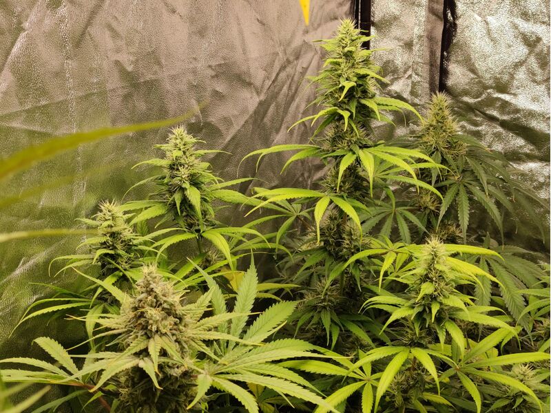 Gorilla Super Glue, Фасовка: 5, изображение 8